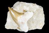Otodus Shark Tooth Fossil in Rock - Huge Tooth! #183749-1